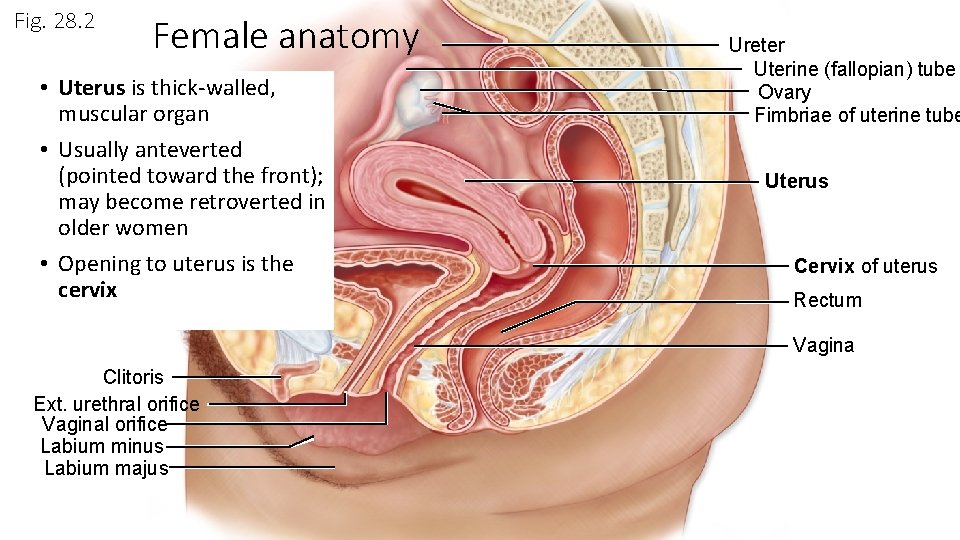 Fig. 28. 2 Female anatomy • Uterus is thick-walled, muscular organ • Usually anteverted