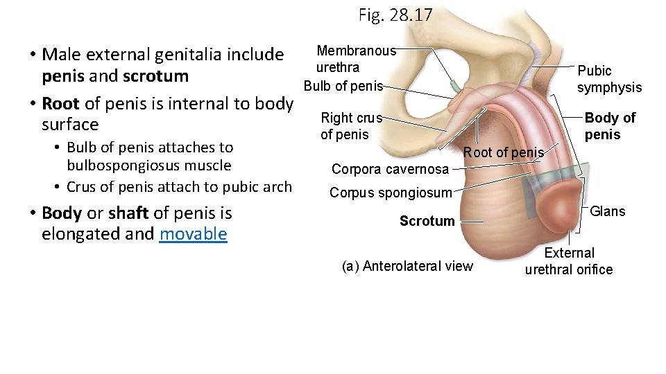 Fig. 28. 17 • Male external genitalia include penis and scrotum • Root of