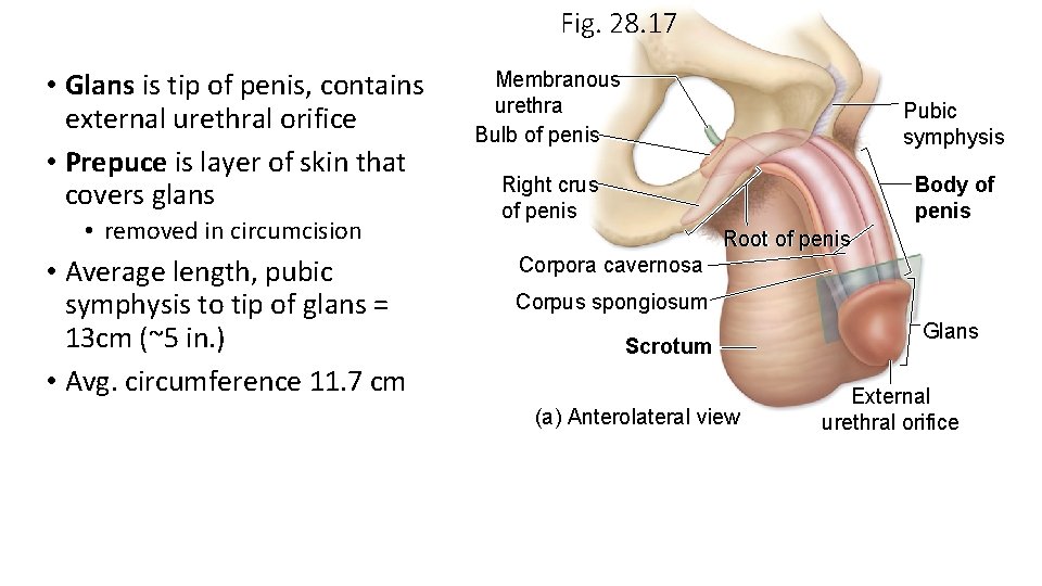 Fig. 28. 17 • Glans is tip of penis, contains external urethral orifice •