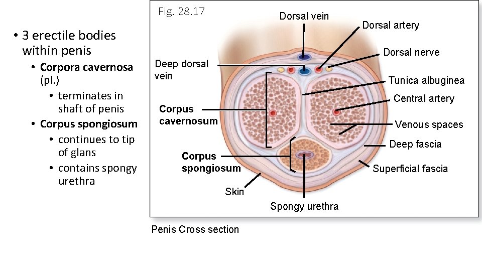 Fig. 28. 17 • 3 erectile bodies within penis • Corpora cavernosa (pl. )