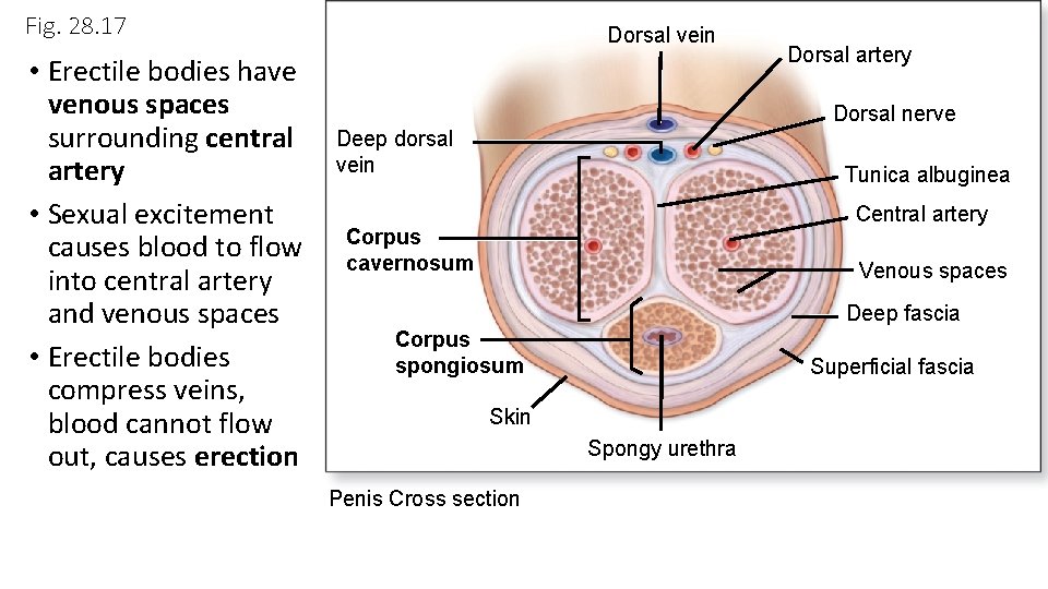 Fig. 28. 17 • Erectile bodies have venous spaces surrounding central artery • Sexual