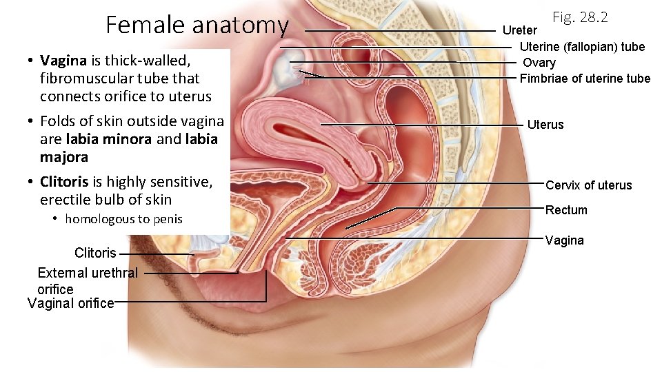 Female anatomy • Vagina is thick-walled, fibromuscular tube that connects orifice to uterus •