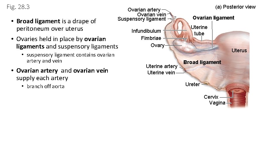 Fig. 28. 3 Ovarian artery Ovarian vein Suspensory ligament • Broad ligament is a