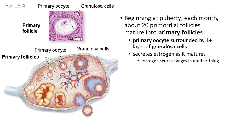 Fig. 28. 4 Primary oocyte Granulosa cells • Beginning at puberty, each month, about