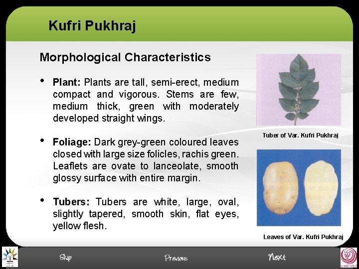Kufri Pukhraj Morphological Characteristics • Plant: Plants are tall, semi-erect, medium compact and vigorous.
