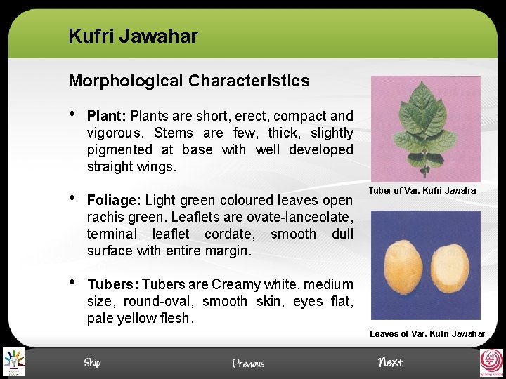 Kufri Jawahar Morphological Characteristics • Plant: Plants are short, erect, compact and vigorous. Stems