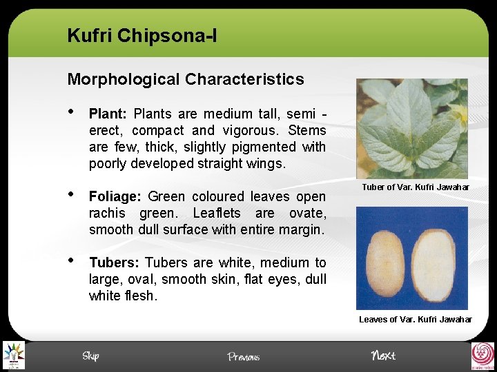 Kufri Chipsona-I Morphological Characteristics • Plant: Plants are medium tall, semi erect, compact and