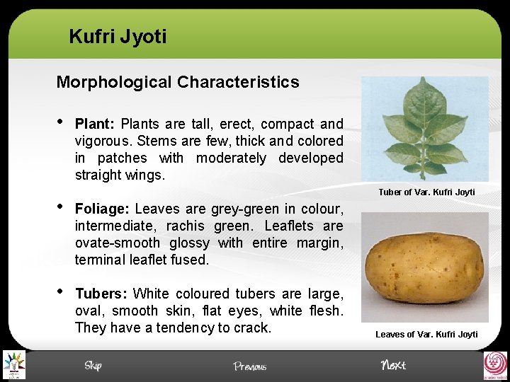 Kufri Jyoti Morphological Characteristics • Plant: Plants are tall, erect, compact and vigorous. Stems