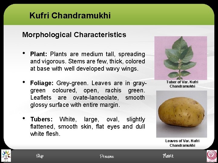 Kufri Chandramukhi Morphological Characteristics • Plant: Plants are medium tall, spreading and vigorous. Stems