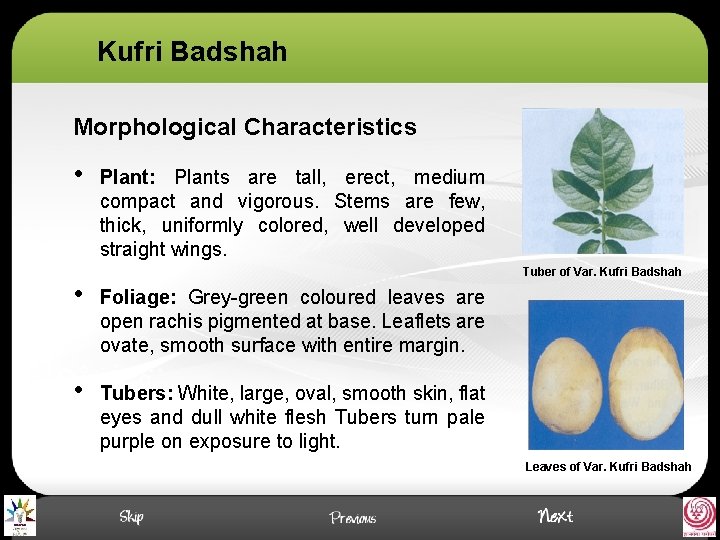 Kufri Badshah Morphological Characteristics • Plant: Plants are tall, erect, medium compact and vigorous.
