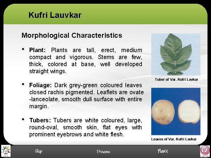 Kufri Lauvkar Morphological Characteristics • Plant: Plants are tall, erect, medium compact and vigorous.