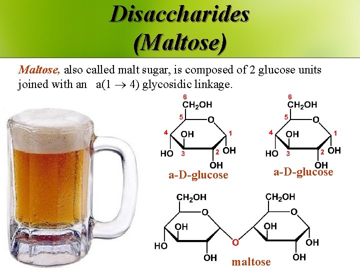 Disaccharides (Maltose) Maltose, also called malt sugar, is composed of 2 glucose units joined