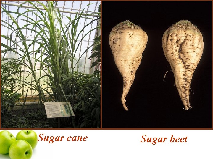 Sugar cane Sugar beet 