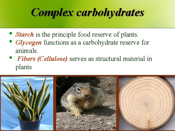 Complex carbohydrates • • • Starch is the principle food reserve of plants. Glycogen