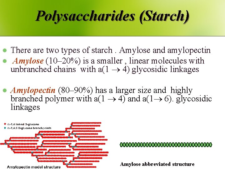 Polysaccharides (Starch) l l l There are two types of starch. Amylose and amylopectin