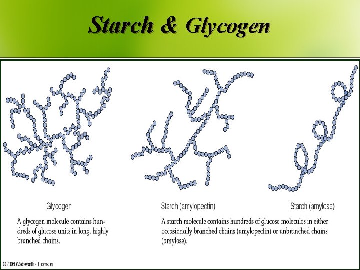 Starch & Glycogen 