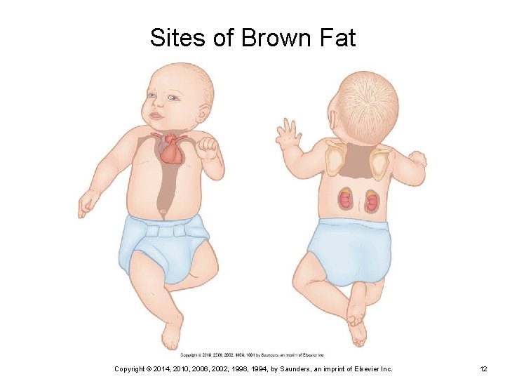 Sites of Brown Fat Copyright © 2014, 2010, 2006, 2002, 1998, 1994, by Saunders,
