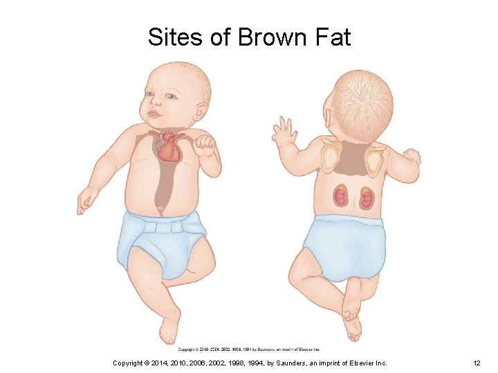 Sites of Brown Fat Copyright © 2014, 2010, 2006, 2002, 1998, 1994, by Saunders, Sites of Brown Fat Copyright © 2014, 2010, 2006, 2002, 1998, 1994, by Saunders,