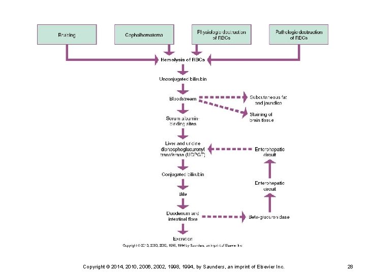 Copyright © 2014, 2010, 2006, 2002, 1998, 1994, by Saunders, an imprint of Elsevier