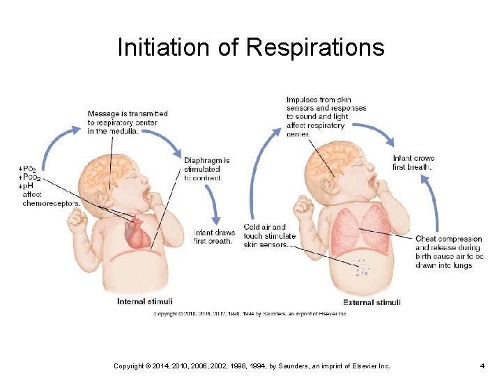 Initiation of Respirations Copyright © 2014, 2010, 2006, 2002, 1998, 1994, by Saunders, an