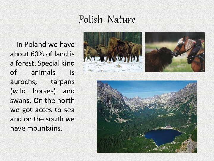 Polish Nature In Poland we have about 60% of land is a forest. Special