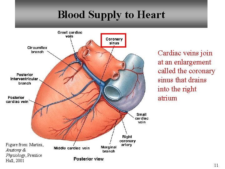 Blood Supply to Heart Cardiac veins join at an enlargement called the coronary sinus