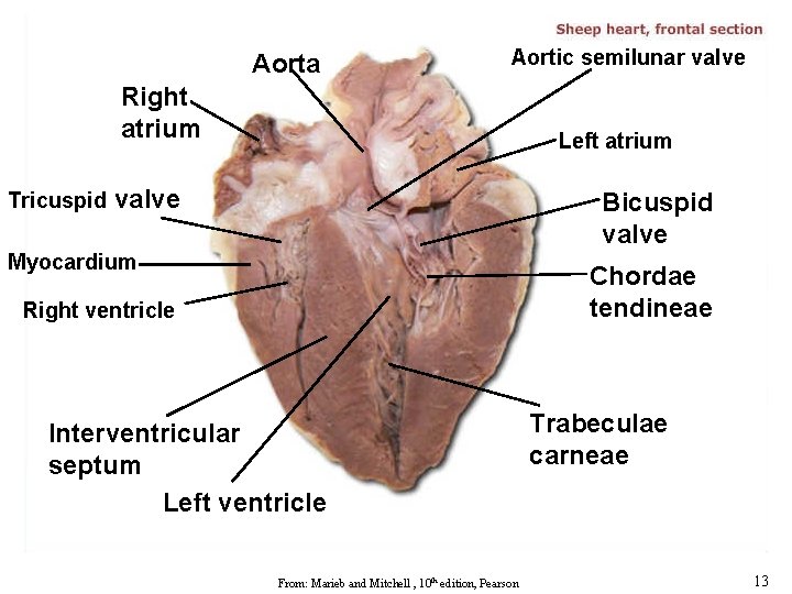 Biology 102 Laboratory 2 Human Heart Anatomy Steer