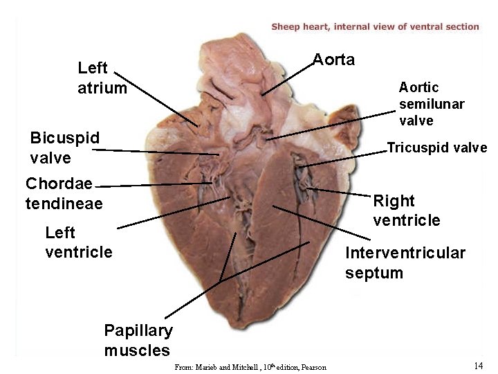 Left atrium Aorta Aortic semilunar valve Bicuspid valve Tricuspid valve Chordae tendineae Right ventricle