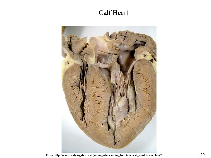 Calf Heart From: http: //www. nietvergeten. com/jeroen_advocaat/englisch/medical_illustration. htm#20 15 