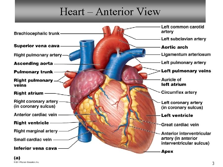 Heart – Anterior View 3 