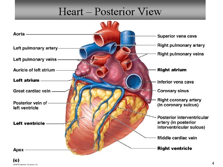 Heart – Posterior View 4 