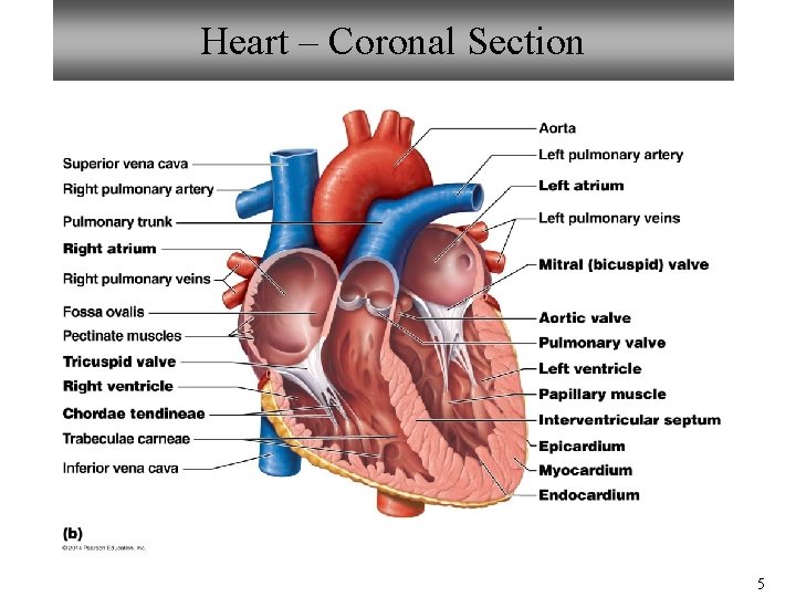Heart – Coronal Section 5 