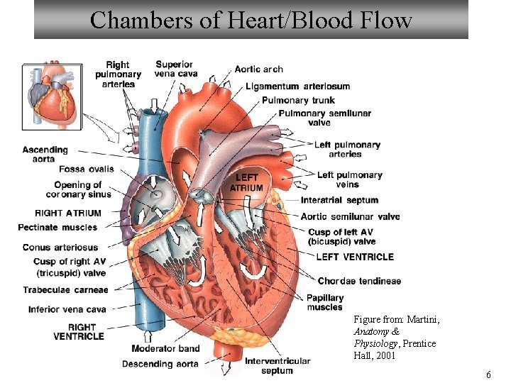 Chambers of Heart/Blood Flow Figure from: Martini, Anatomy & Physiology, Prentice Hall, 2001 6