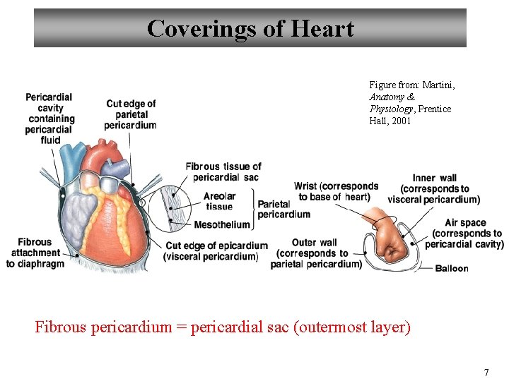 Coverings of Heart Figure from: Martini, Anatomy & Physiology, Prentice Hall, 2001 Fibrous pericardium