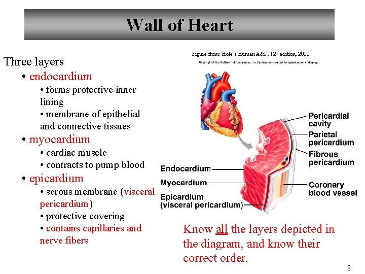 Wall of Heart Three layers • endocardium Figure from: Hole’s Human A&P, 12 th