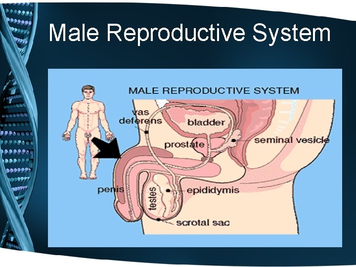 Male Reproductive System 