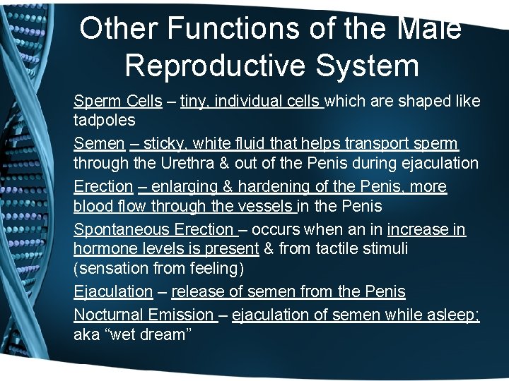 Other Functions of the Male Reproductive System Sperm Cells – tiny, individual cells which