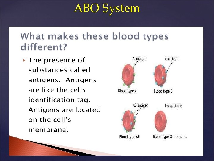 ABO System 