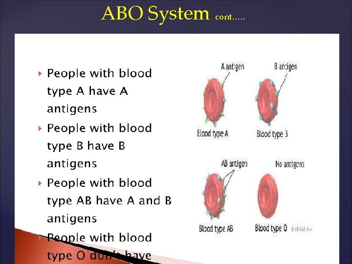 ABO System cont. …. { 