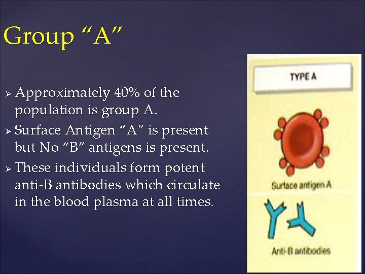 Group “A” Approximately 40% of the population is group A. Ø Surface Antigen “A”