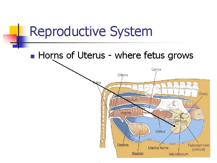 Reproductive System n Horns of Uterus - where fetus grows 