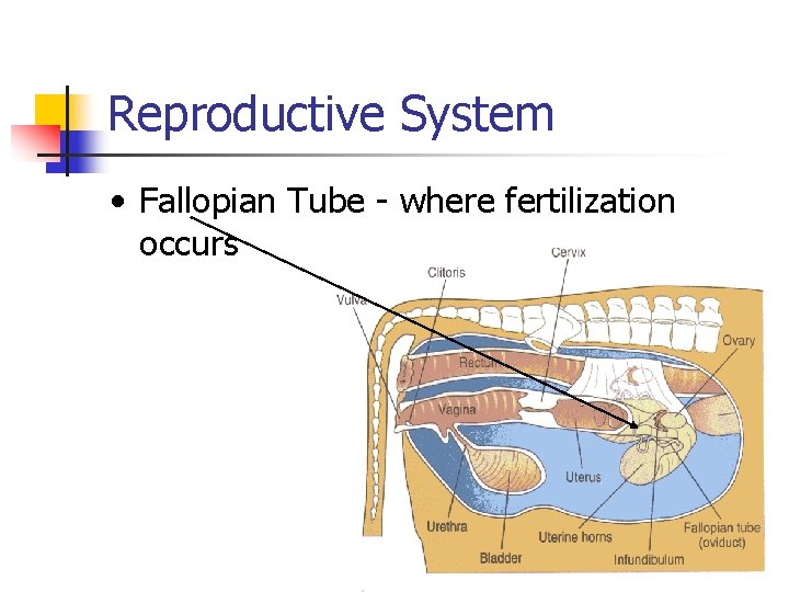 Reproductive System • Fallopian Tube - where fertilization occurs 