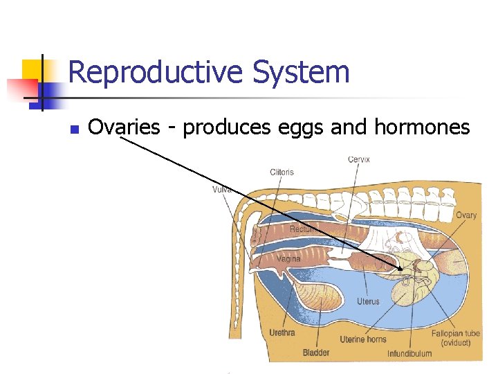 Reproductive System n Ovaries - produces eggs and hormones 