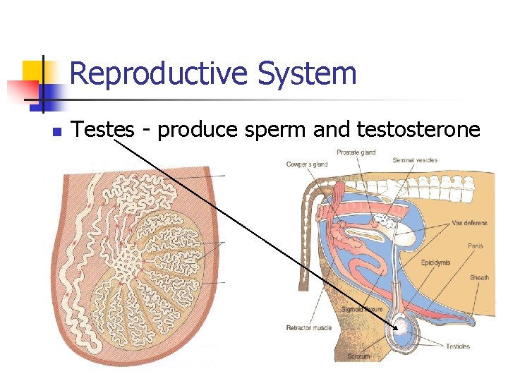 Reproductive System n Testes - produce sperm and testosterone 