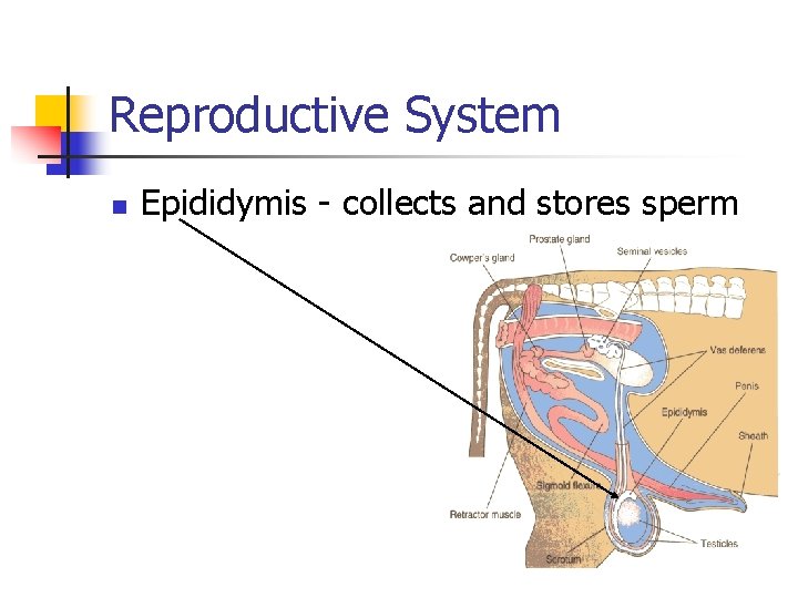 Reproductive System n Epididymis - collects and stores sperm 