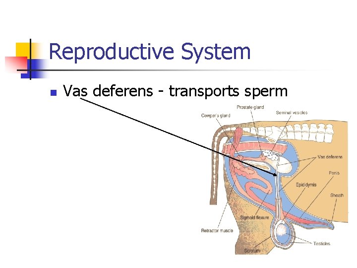 Reproductive System n Vas deferens - transports sperm 