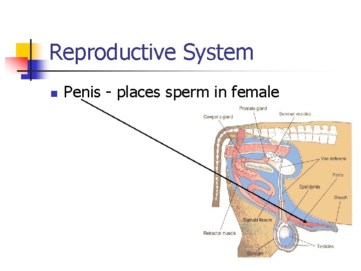 Reproductive System n Penis - places sperm in female 