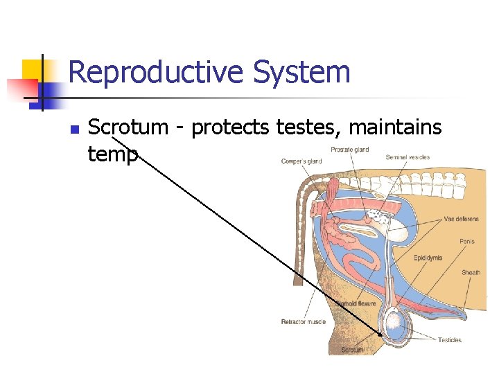 Reproductive System n Scrotum - protects testes, maintains temp 