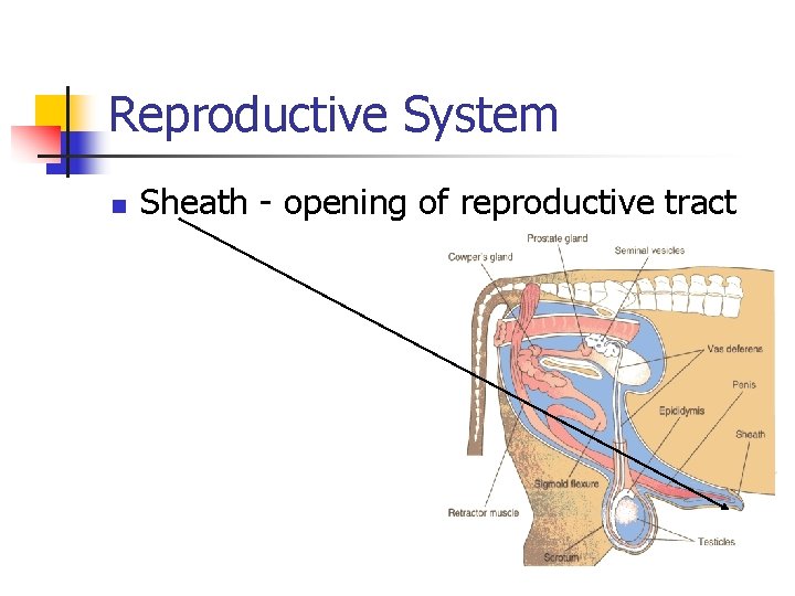 Reproductive System n Sheath - opening of reproductive tract 