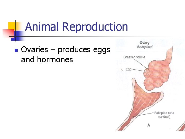 Animal Reproduction n Ovaries – produces eggs and hormones 